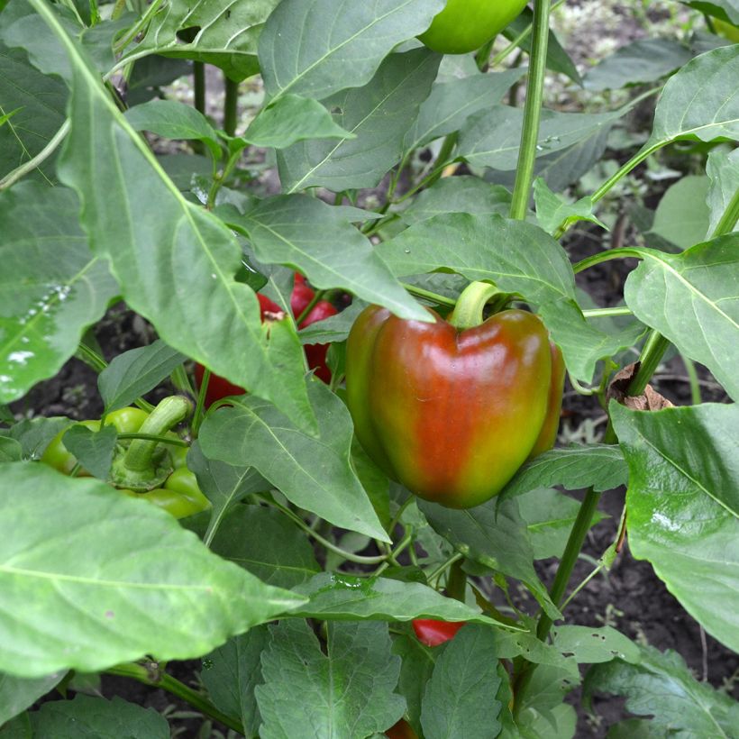 Poivron doux California Wonder BIO (Récolte)