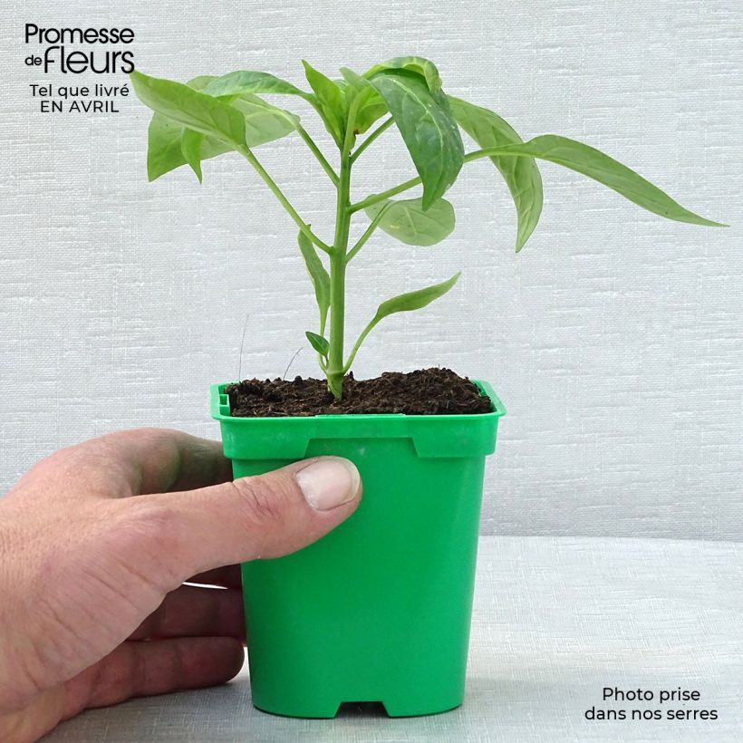 Spécimen de Poivron jaune Tenor F1  Pot de 10 cm/11cm tel que livré au printemps
