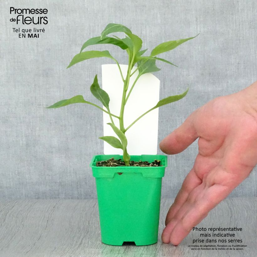 Spécimen de Poivron orange Oreny F1 en plants GREFFES Pot de 10,5 cm tel que livré au printemps