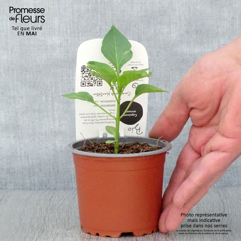 Spécimen de Poivron rouge Jericho F1 en plant Bio tel que livré au printemps