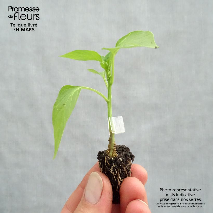 Spécimen de Poivron rouge Jericho en plants GREFFES BIO en mini-mottes tel que livré au printemps