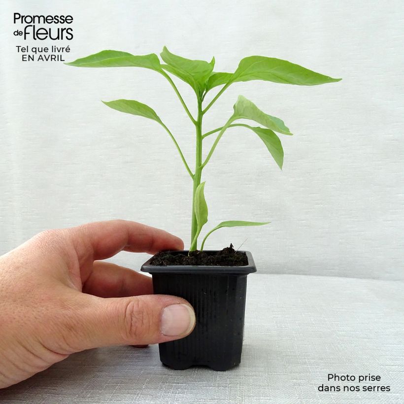Spécimen de Poivron rouge Lamuyo F1 en plants Godet de 7/8 cm tel que livré au printemps