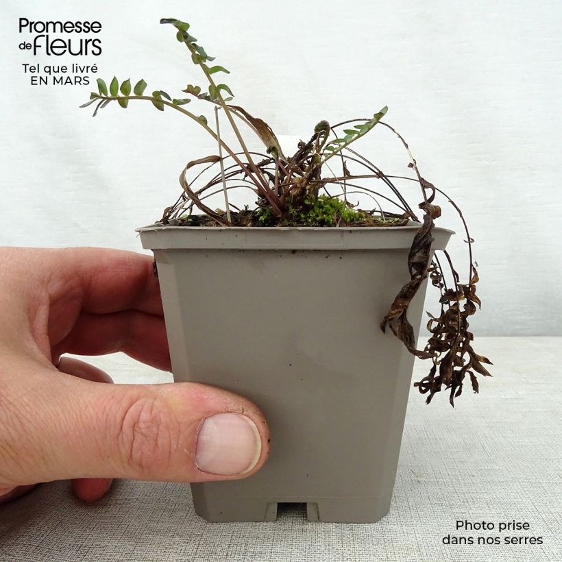 Spécimen de Polemonium Bressingham Purple  Godet de 8/9 cm tel que livré au printemps