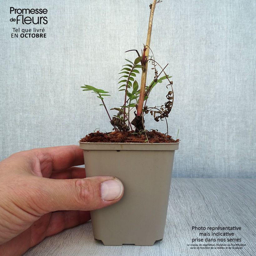 Spécimen de Polemonium Bressingham Purple  tel que livré en automne