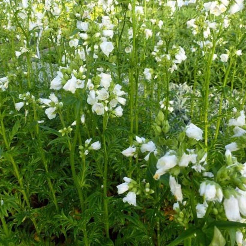 Polemonium Halfway to Paradise - Valériane grecque Halfway to Paradise (Port)