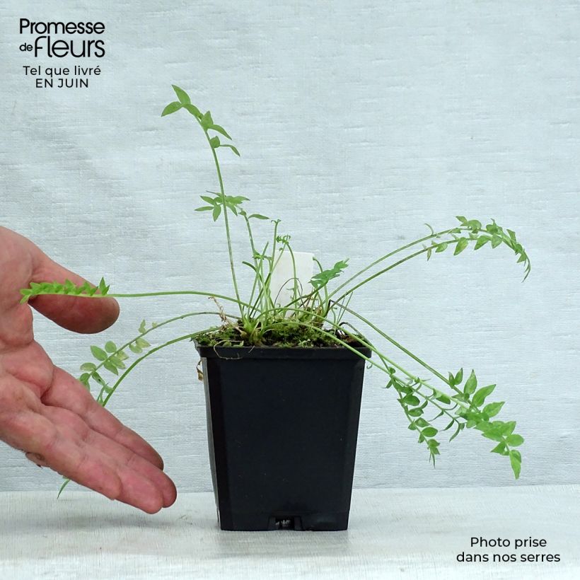 Spécimen de Polemonium Halfway to Paradise - Valériane grecque Halfway to Paradise Godet de 8/9 cm tel que livré en été