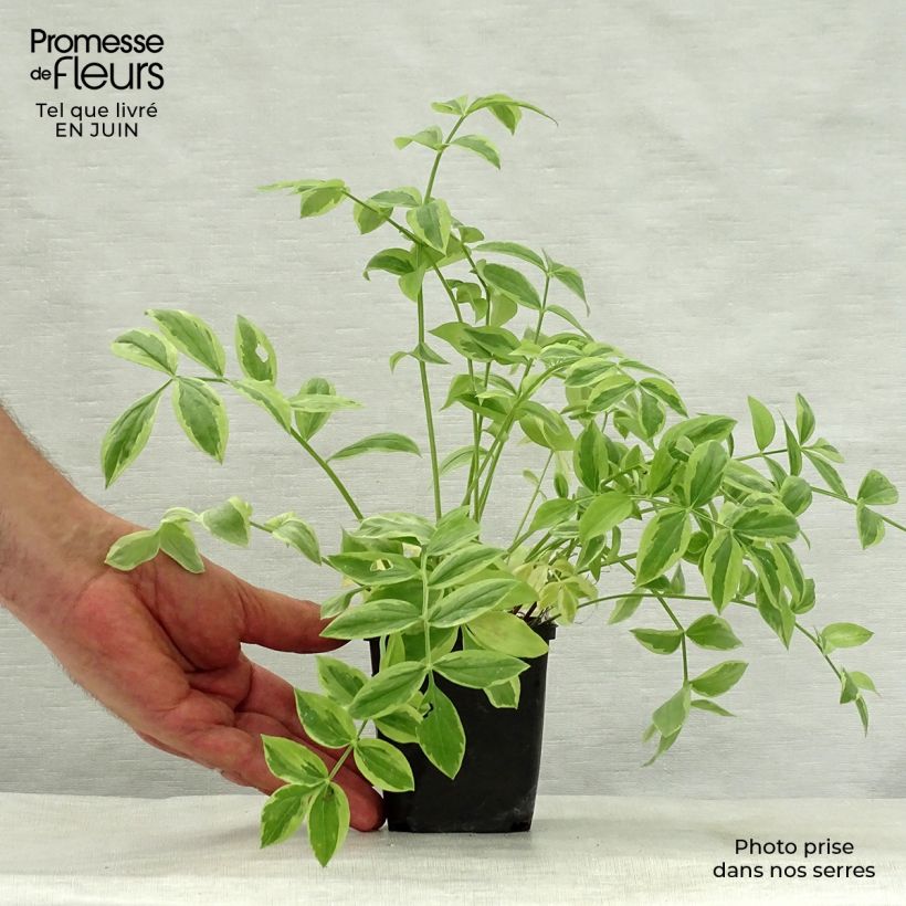 Spécimen de Polemonium Stairway to Heaven Godet de 8/9 cm tel que livré en été