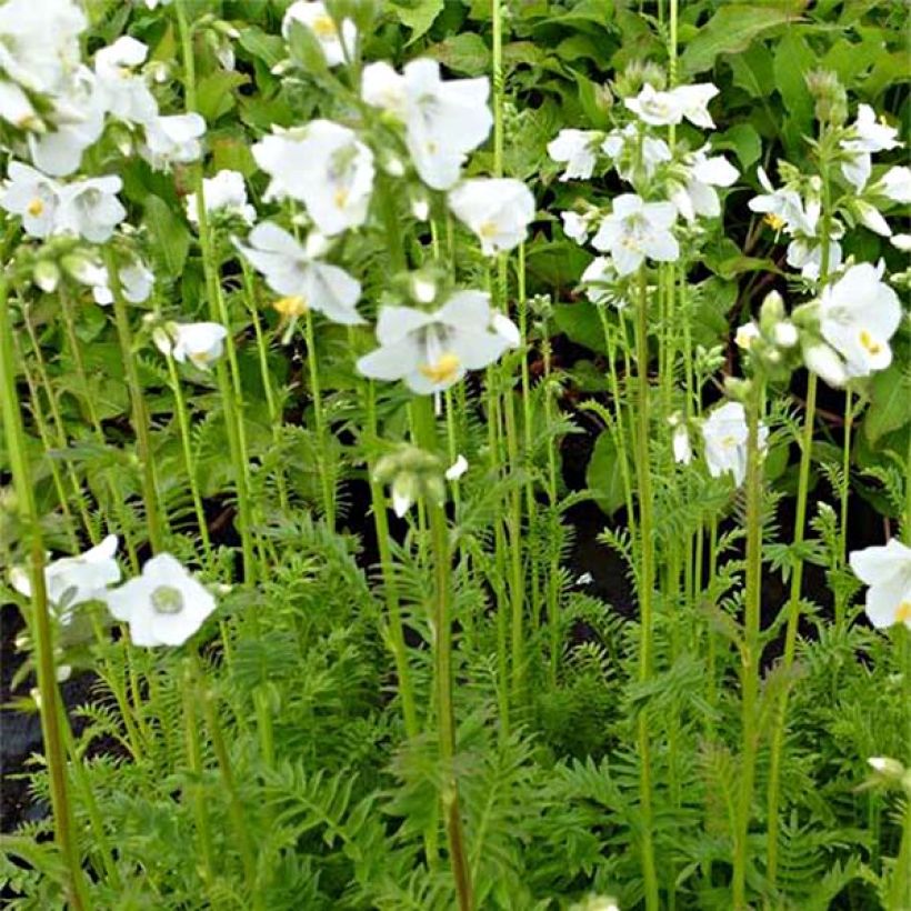 Polemonium caeruleum Album (Floraison)