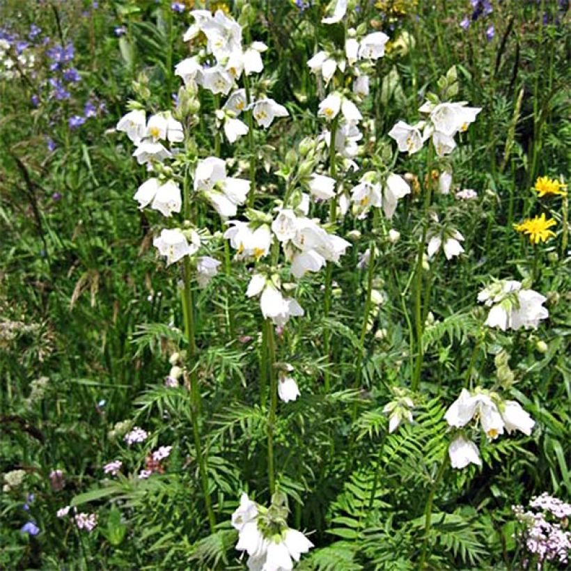 Polemonium caeruleum Album (Port)