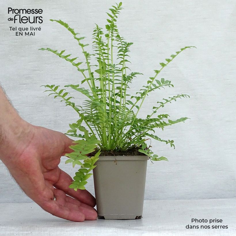 Spécimen de Polemonium caeruleum Album Godet de 9cm tel que livré au printemps