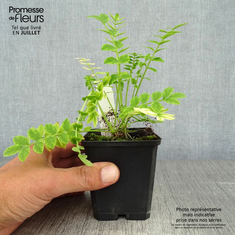 Spécimen de Polemonium caeruleum Album Godet de 8/9 cm tel que livré en été