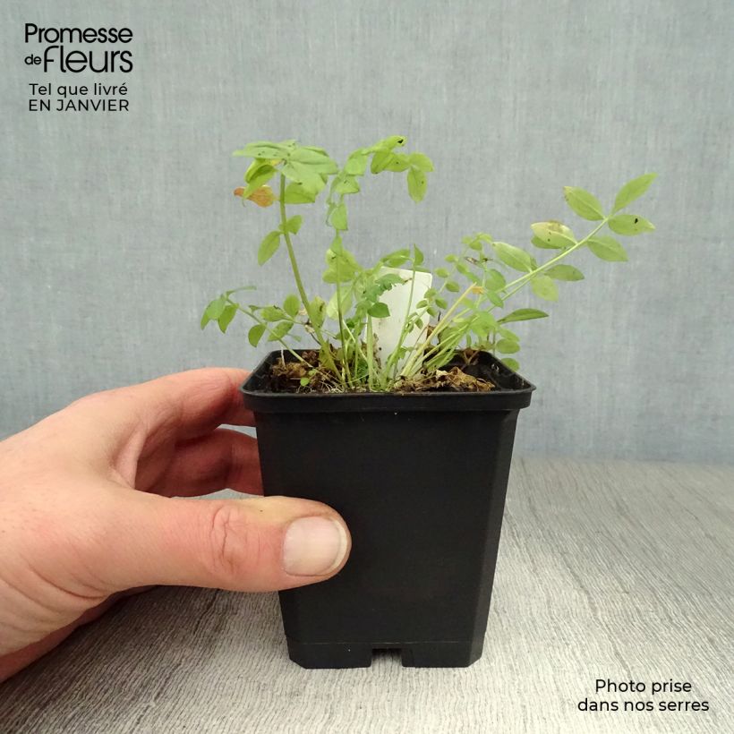 Spécimen de Polemonium caeruleum Album tel que livré en hiver