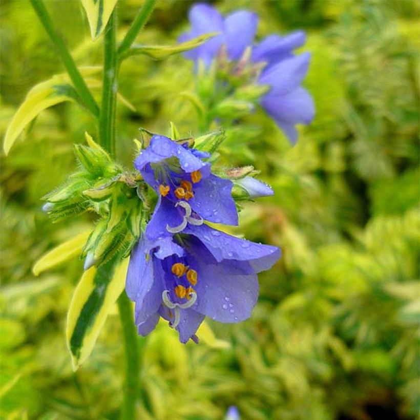 Polemonium caeruleum Brise d'Anjou (Floraison)