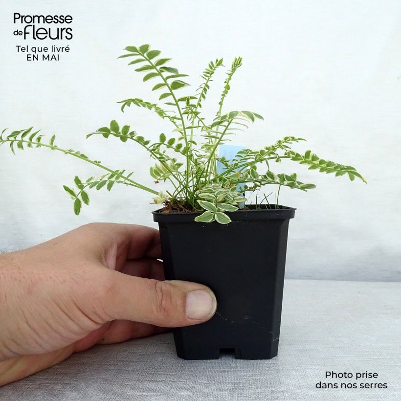 Spécimen de Polemonium caeruleum Brise d'Anjou Godet de 9cm tel que livré au printemps