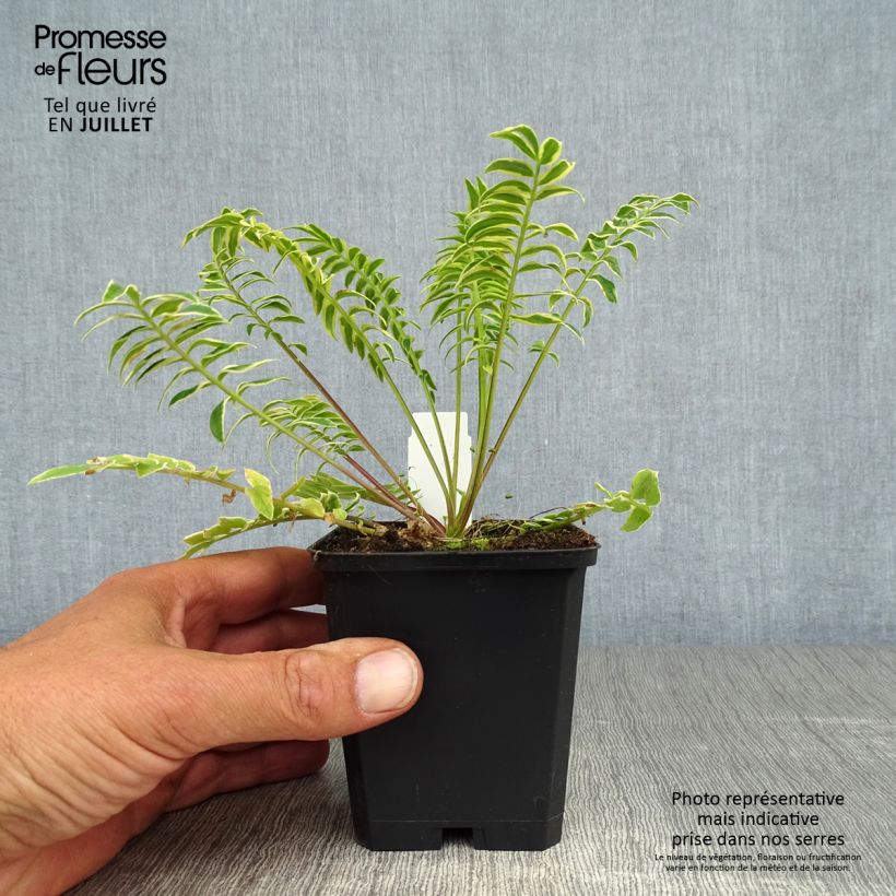 Spécimen de Polemonium caeruleum Brise d'Anjou Godet de 8/9 cm tel que livré en été