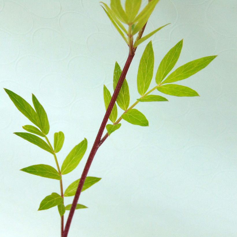 Polemonium caeruleum Lambrook Mauve (Feuillage)