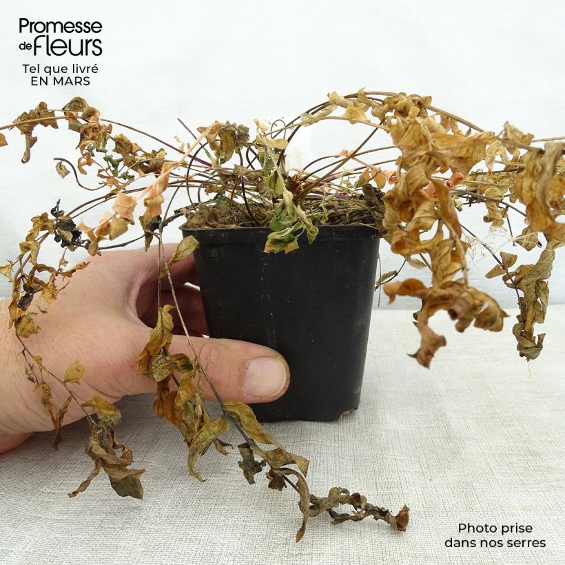 Spécimen de Polemonium caeruleum Lambrook Mauve Godet de 9cm tel que livré au printemps