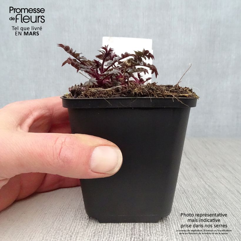 Spécimen de Polemonium hybride Heaven Scent - Valériane grecque Godet de 9cm tel que livré au printemps
