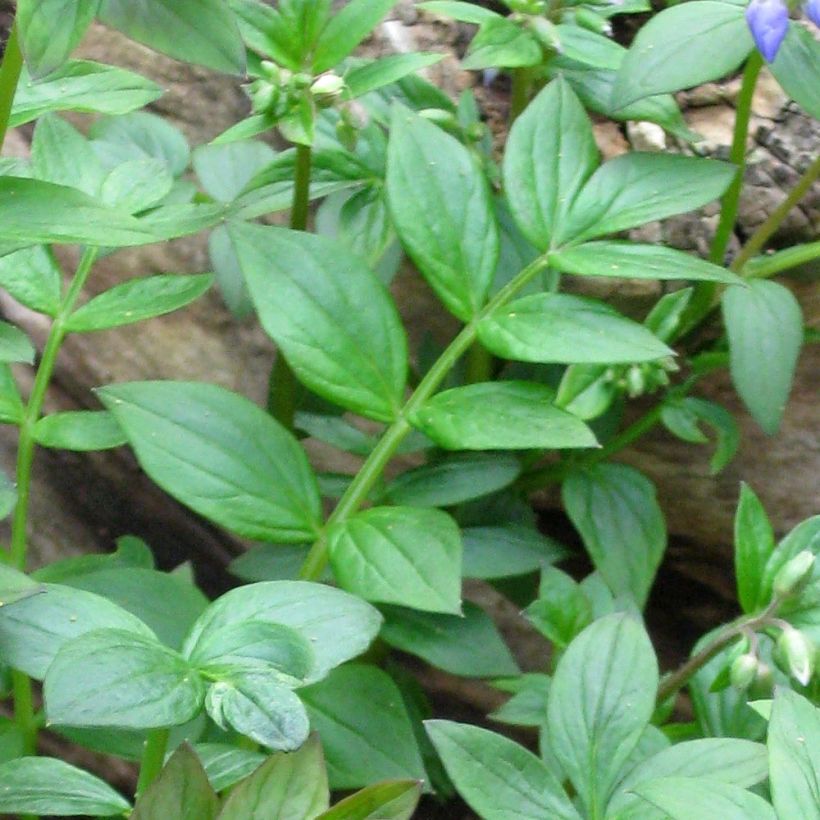 Polemonium reptans - Valériane grecque rampante (Feuillage)