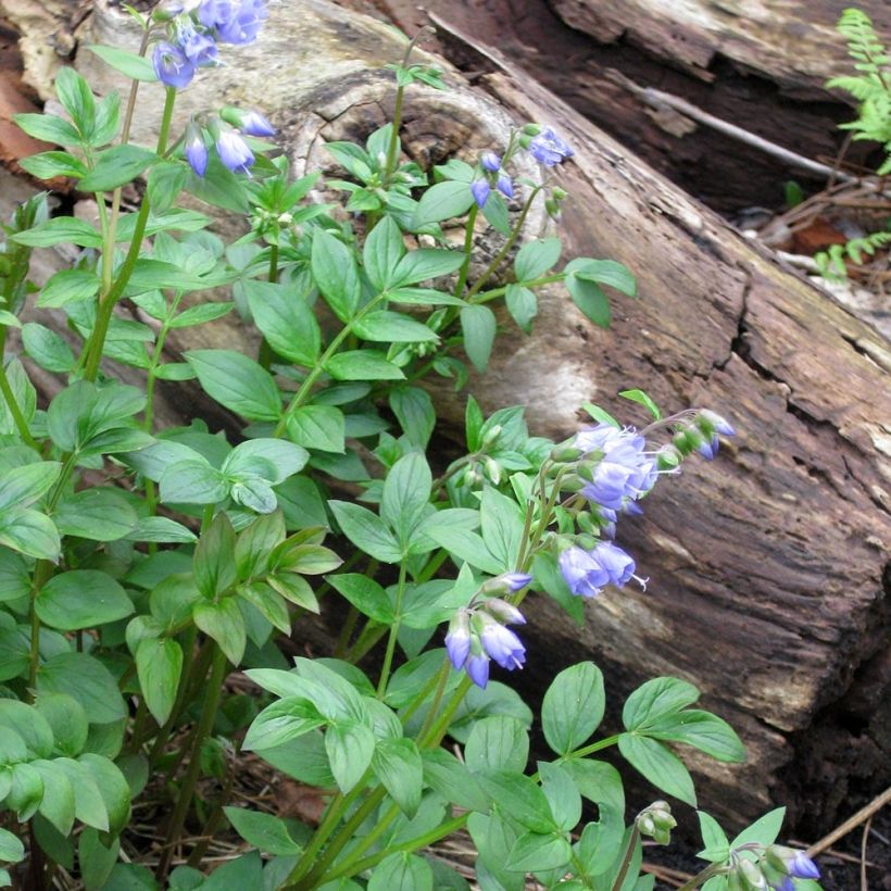 Polemonium reptans - Valériane grecque rampante (Port)