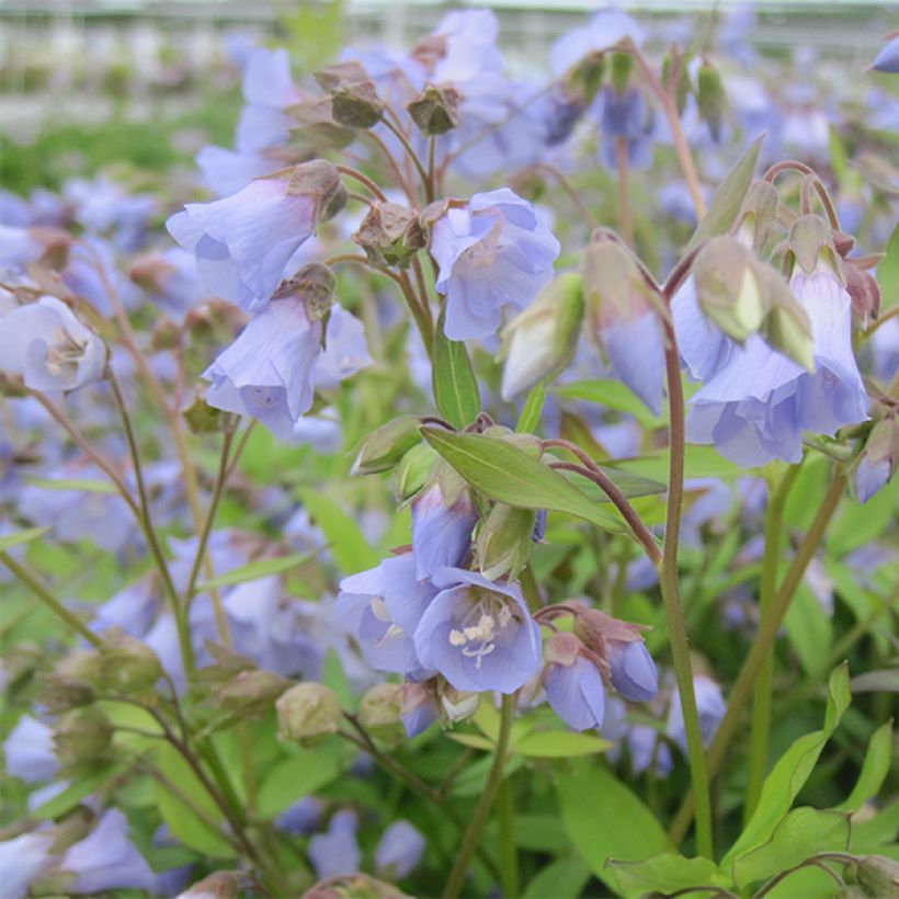 Polemonium reptans Blue Pearl - Valériane grecque rampante (Floraison)