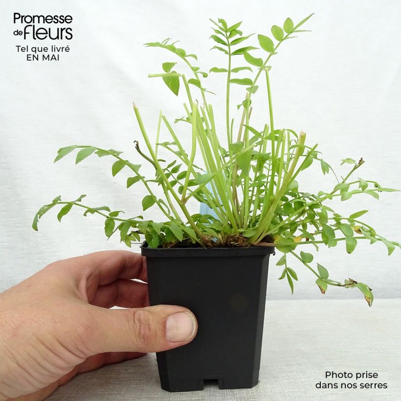 Spécimen de Polemonium reptans Blue Pearl - Valériane grecque rampante Godet de 9cm tel que livré au printemps