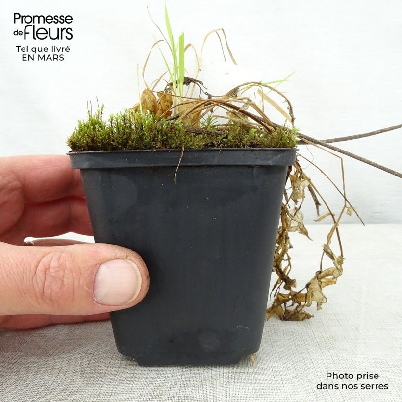 Spécimen de Polemonium reptans Touch of Class - Valériane grecque rampante Godet de 9cm tel que livré au printemps