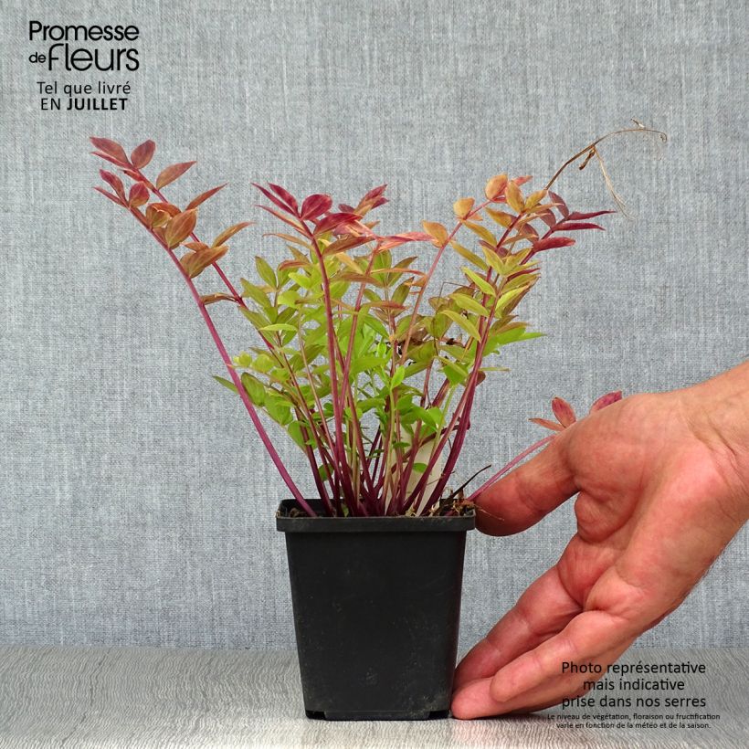Spécimen de Polemonium reptans - Valériane grecque rampante Godet de 8/9 cm tel que livré en été