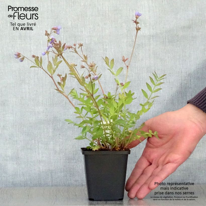 Spécimen de Polemonium reptans - Valériane grecque rampante Godet de 9cm tel que livré au printemps
