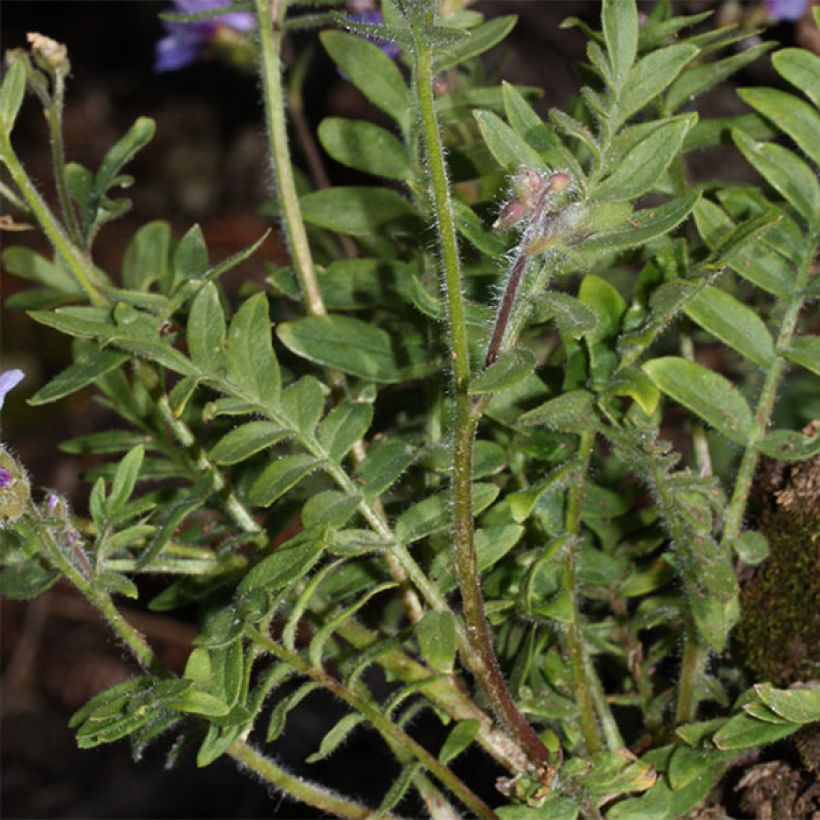 Polemonium yezoense Purple Rain - Valériane grecque (Feuillage)