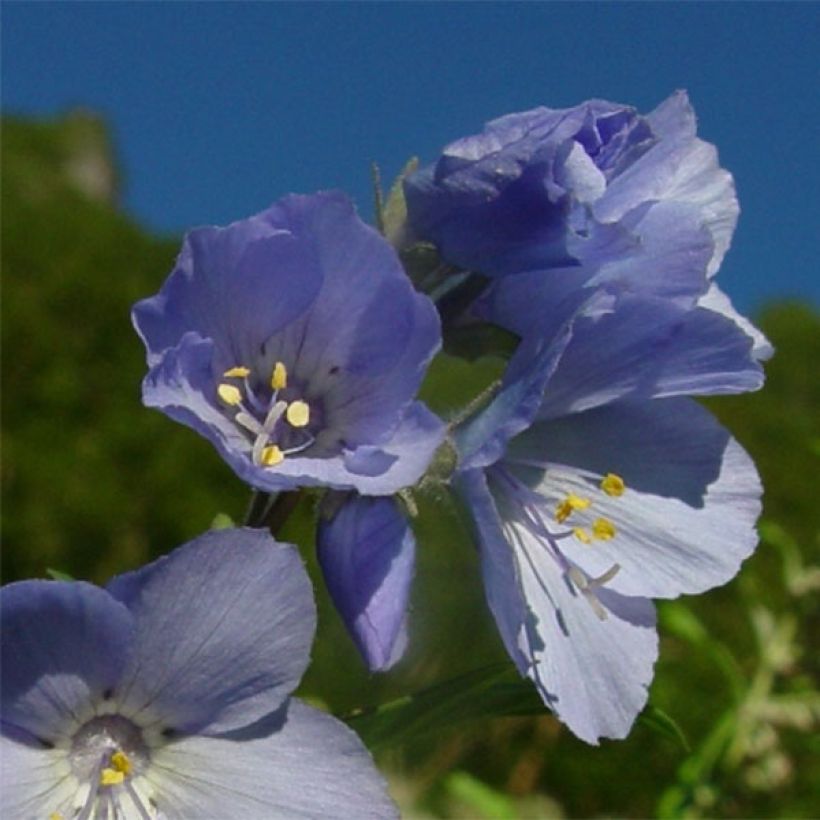 Polemonium yezoense Purple Rain - Valériane grecque (Floraison)