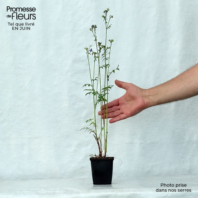 Spécimen de Polemonium yezoense Purple Rain - Valériane grecque Godet de 8/9 cm tel que livré en été