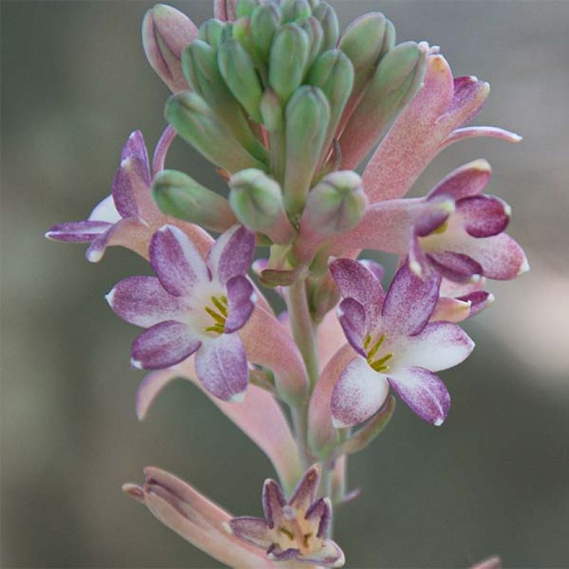 Polianthes tuberosa Sensation - Tubéreuse   (Floraison)