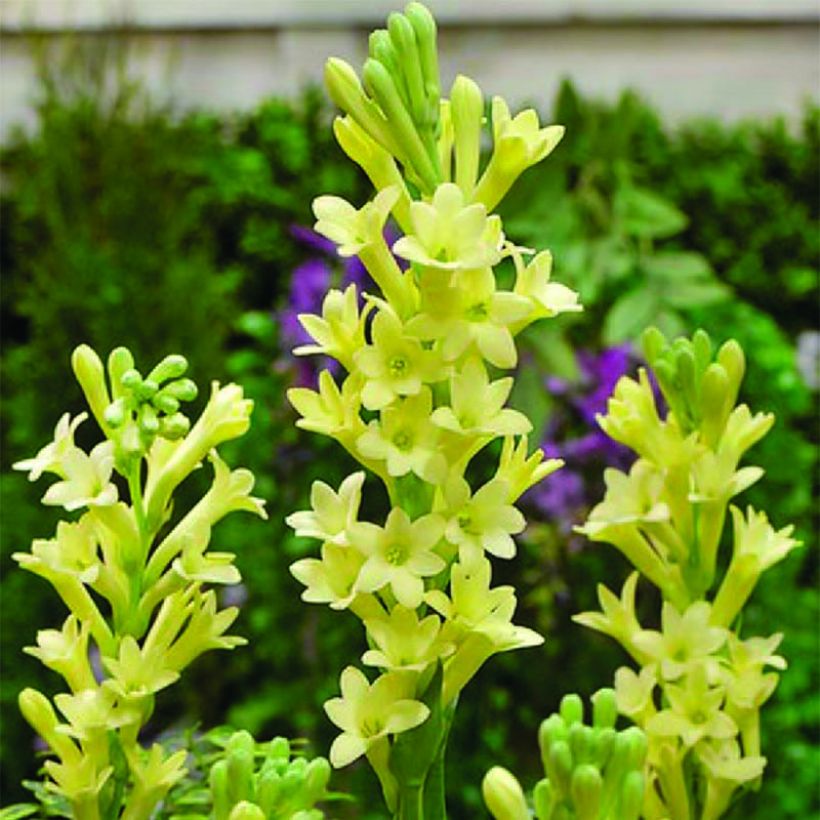 Polianthes tuberosa Super Gold - Tubéreuse   (Floraison)