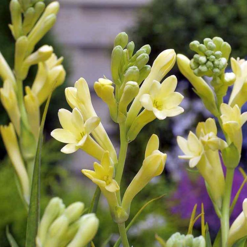 Polianthes tuberosa Yellow Baby - Tubéreuse (Floraison)