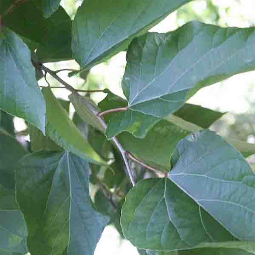 Poliothyrsis sinensis - Arbre aux fleurs de perles (Feuillage)