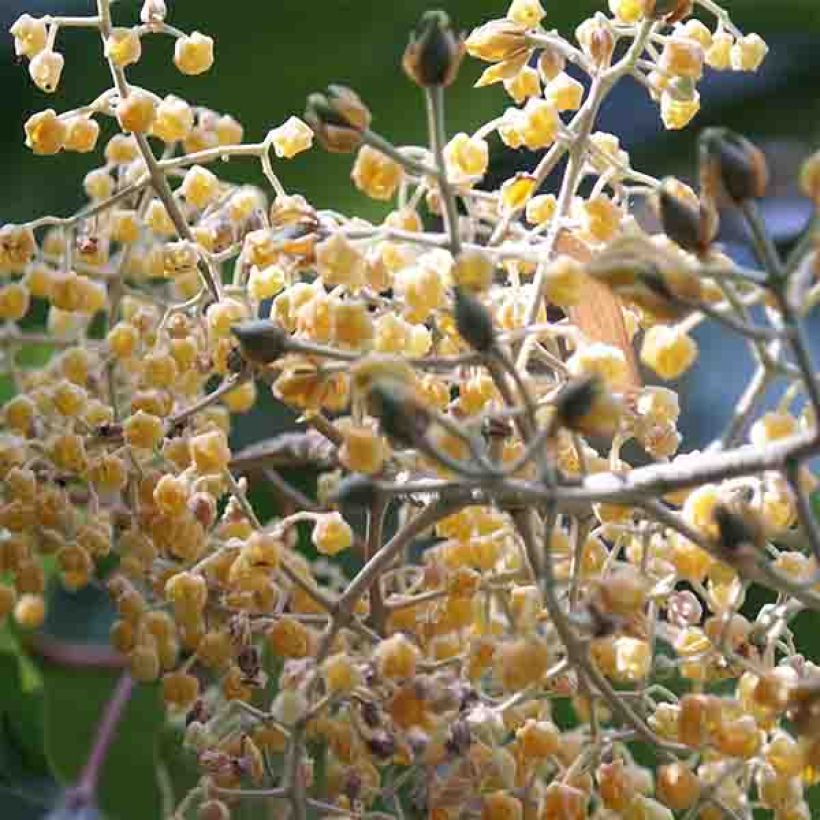 Poliothyrsis sinensis - Arbre aux fleurs de perles (Floraison)