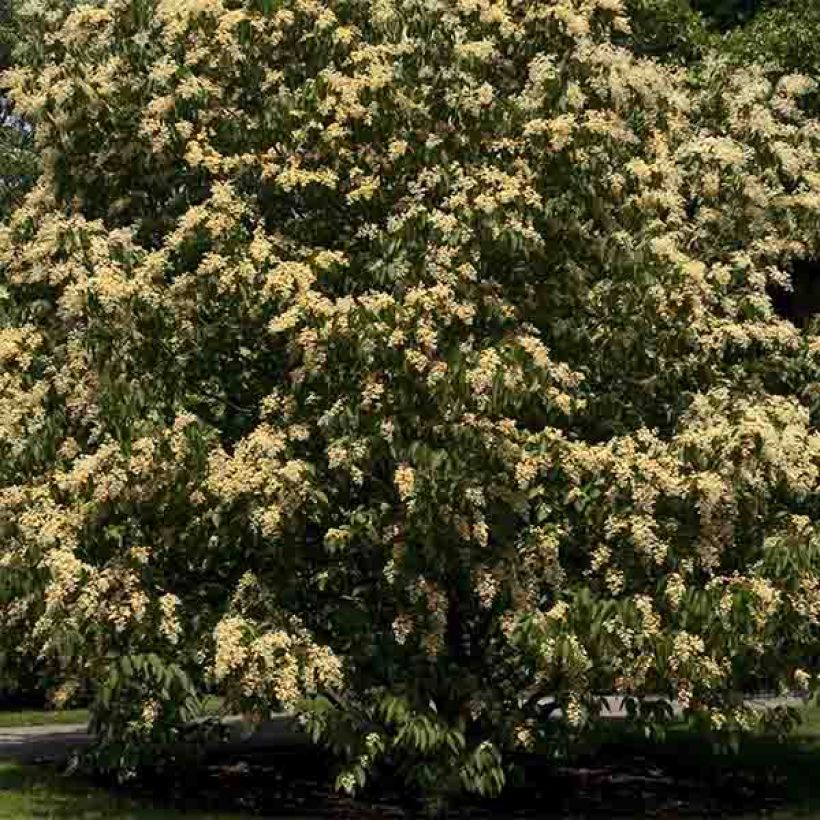 Poliothyrsis sinensis - Arbre aux fleurs de perles (Port)