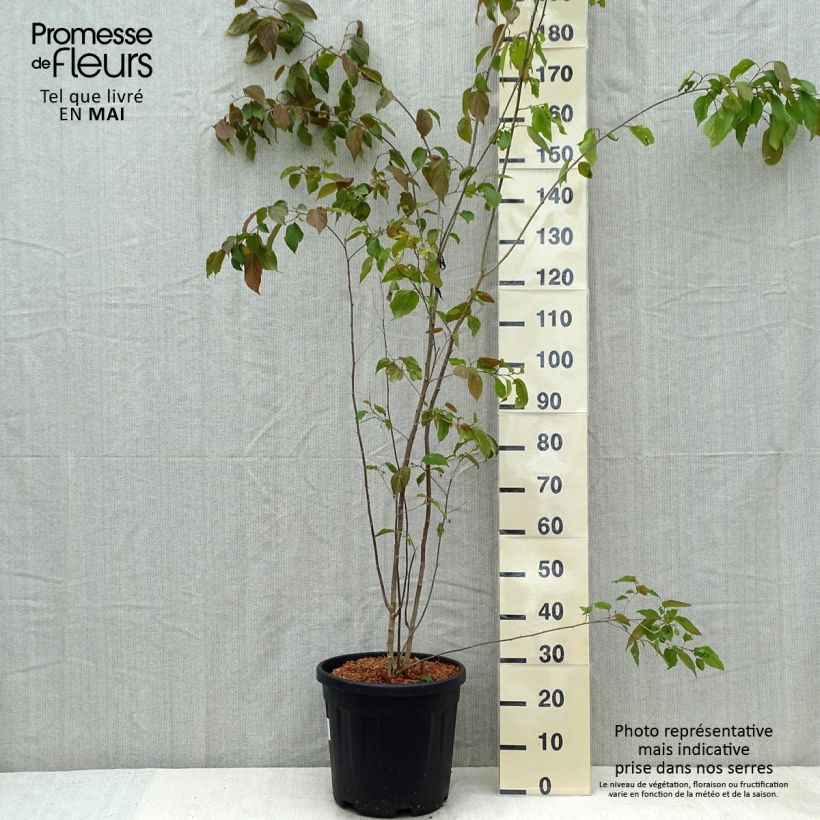 Spécimen de Poliothyrsis sinensis - Arbre aux fleurs de perles - Pot de 20L tel que livré au printemps