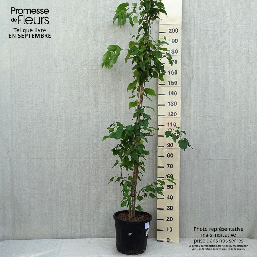 Spécimen de Poliothyrsis sinensis - Arbre aux fleurs de perles Pot de 20L/25L tel que livré en été