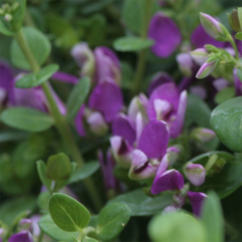 Polygala Bibi Pink - Polygale à feuilles de myrte  (Floraison)