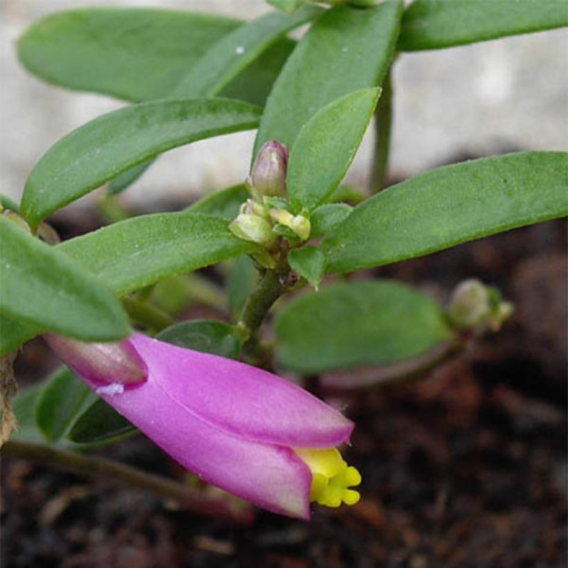 Polygala chamaebuxus Grandiflora - Faux buis (Feuillage)