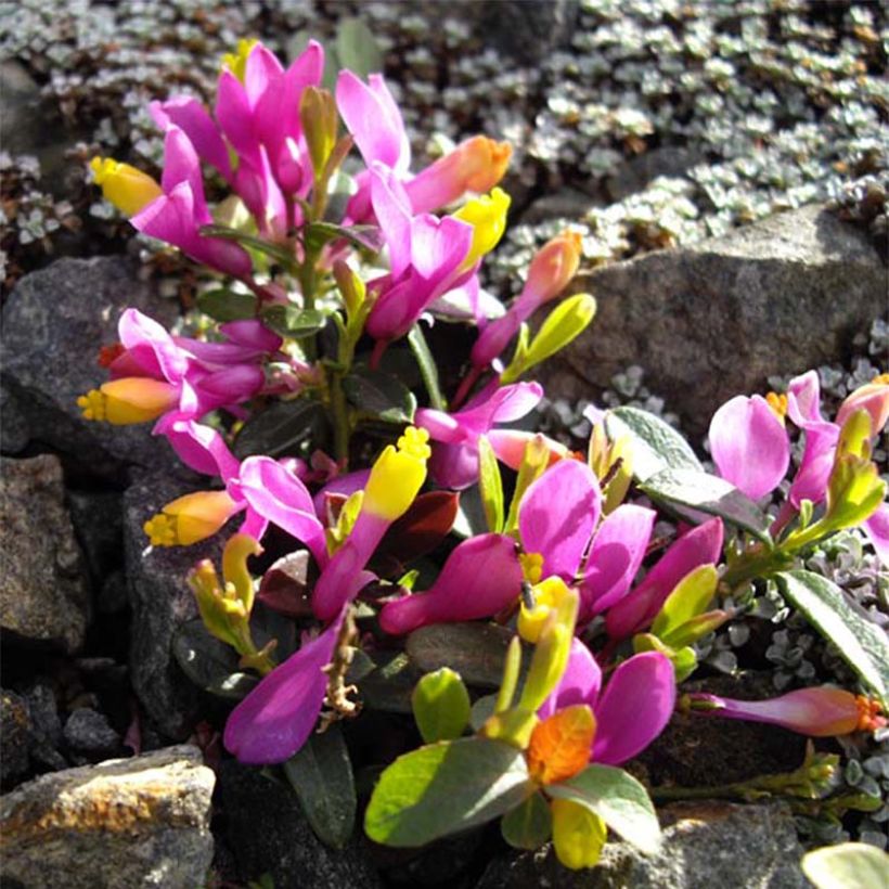 Polygala chamaebuxus Grandiflora - Faux buis (Floraison)