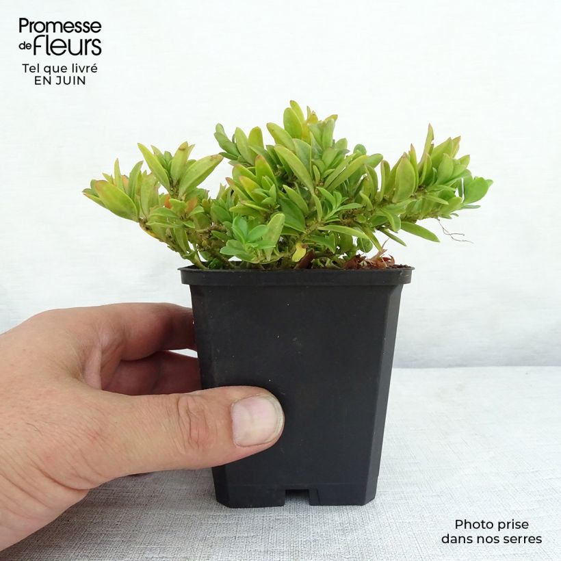 Spécimen de Polygala chamaebuxus Grandiflora - Faux buis Godet de 9cm tel que livré en été
