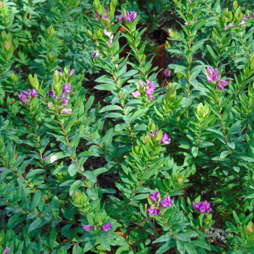 Polygala myrtifolia - Polygale à feuilles de myrte (Feuillage)