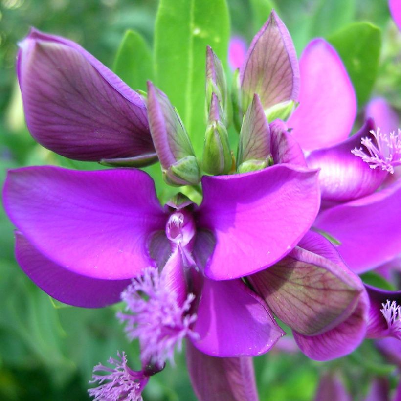 Polygala myrtifolia - Polygale à feuilles de myrte (Floraison)