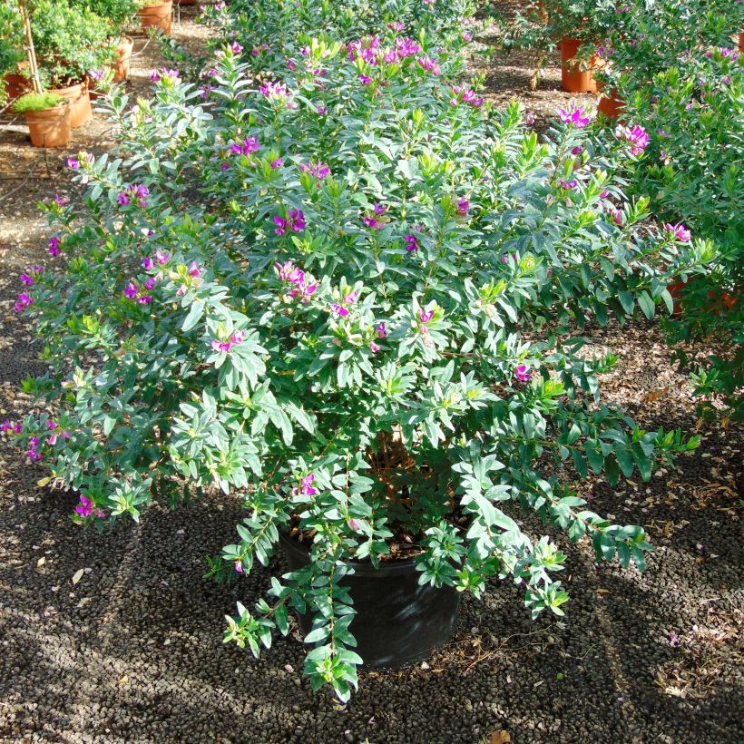 Polygala myrtifolia - Polygale à feuilles de myrte (Port)