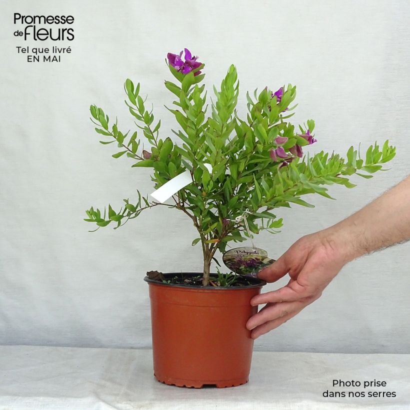 Spécimen de Polygala myrtifolia - Polygale à feuilles de myrte tel que livré au printemps