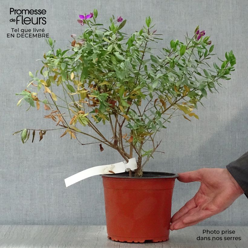 Spécimen de Polygala myrtifolia - Polygale à feuilles de myrte tel que livré en hiver
