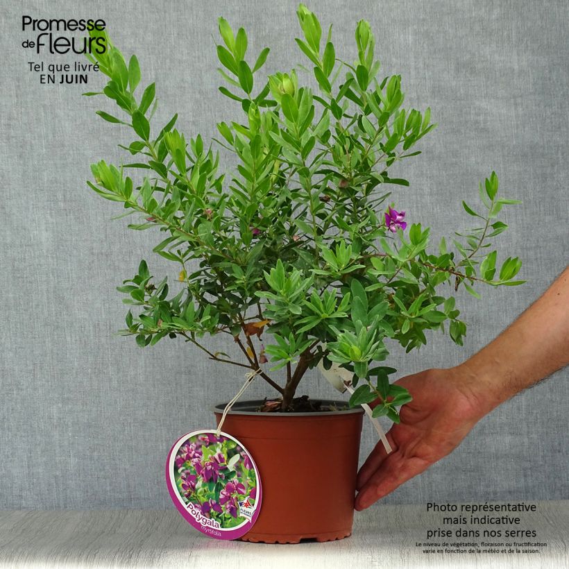 Spécimen de Polygala myrtifolia - Polygale à feuilles de myrte Pot de 2L/3L tel que livré en été